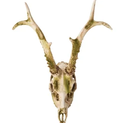 Party City Skeletons|Mossy Deer Skull Resin Decoration, 11.6In X 13.2In