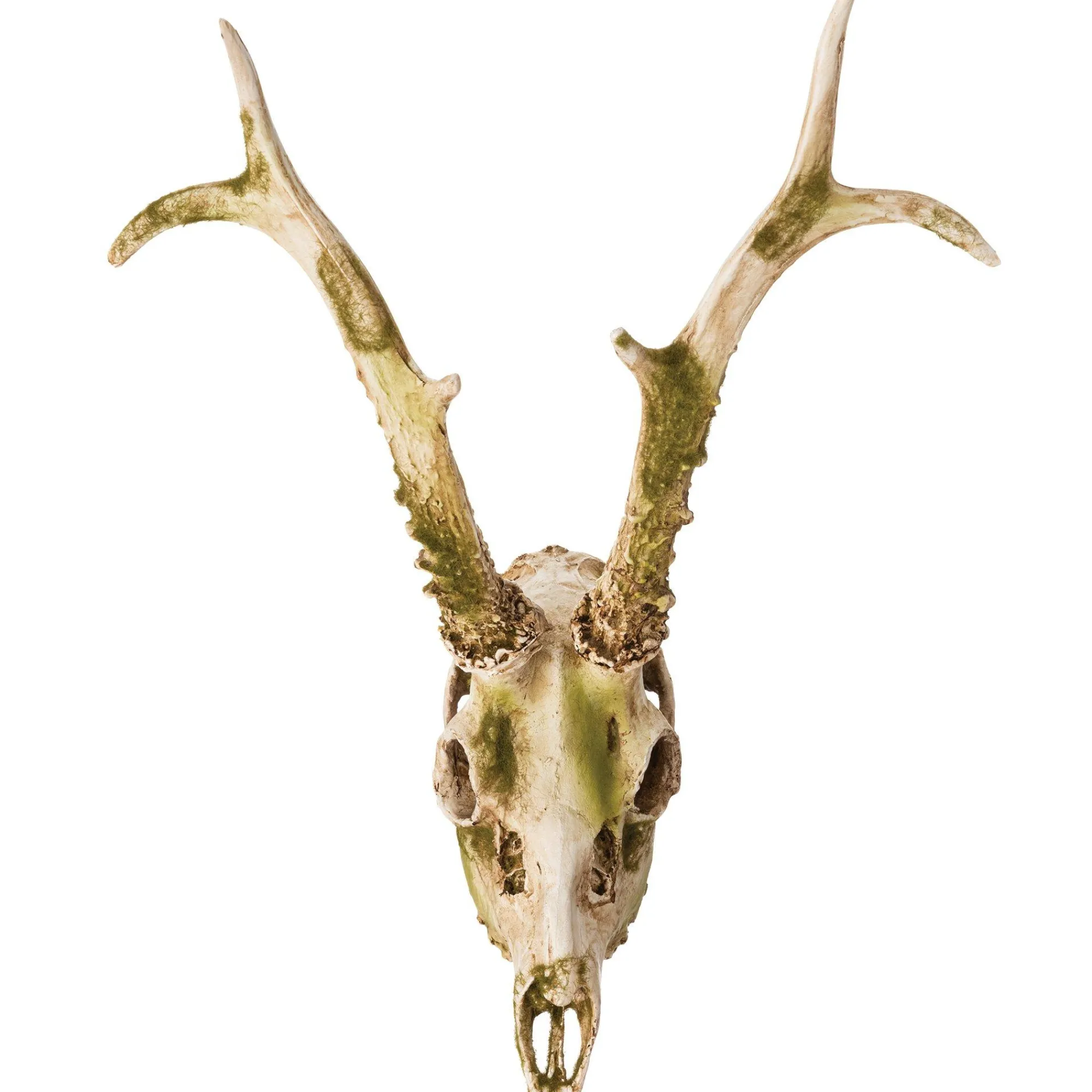 Party City Skeletons|Mossy Deer Skull Resin Decoration, 11.6In X 13.2In