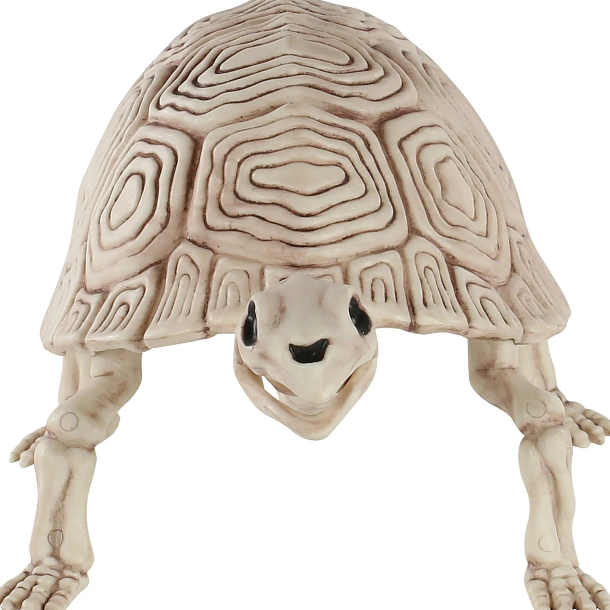 Party City Skeletons|Plastic Turtle Skeleton, 7In X 14In