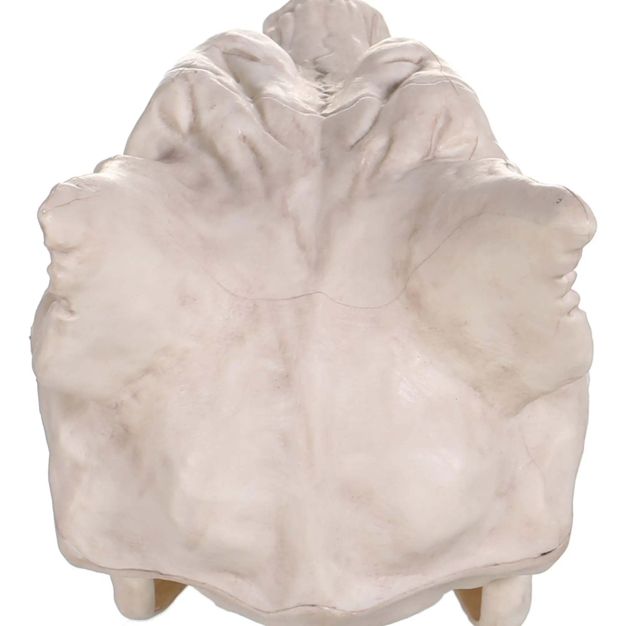 Party City Creatures|Plastic Werewolf Skull, 6.75In X 10.25In