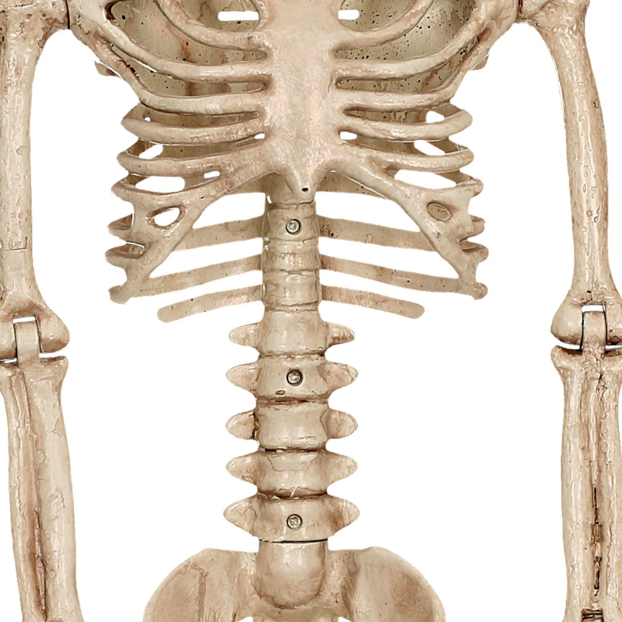 Party City Skeletons|Realistic Hanging Skeleton, 3Ft - Halloween Decoration