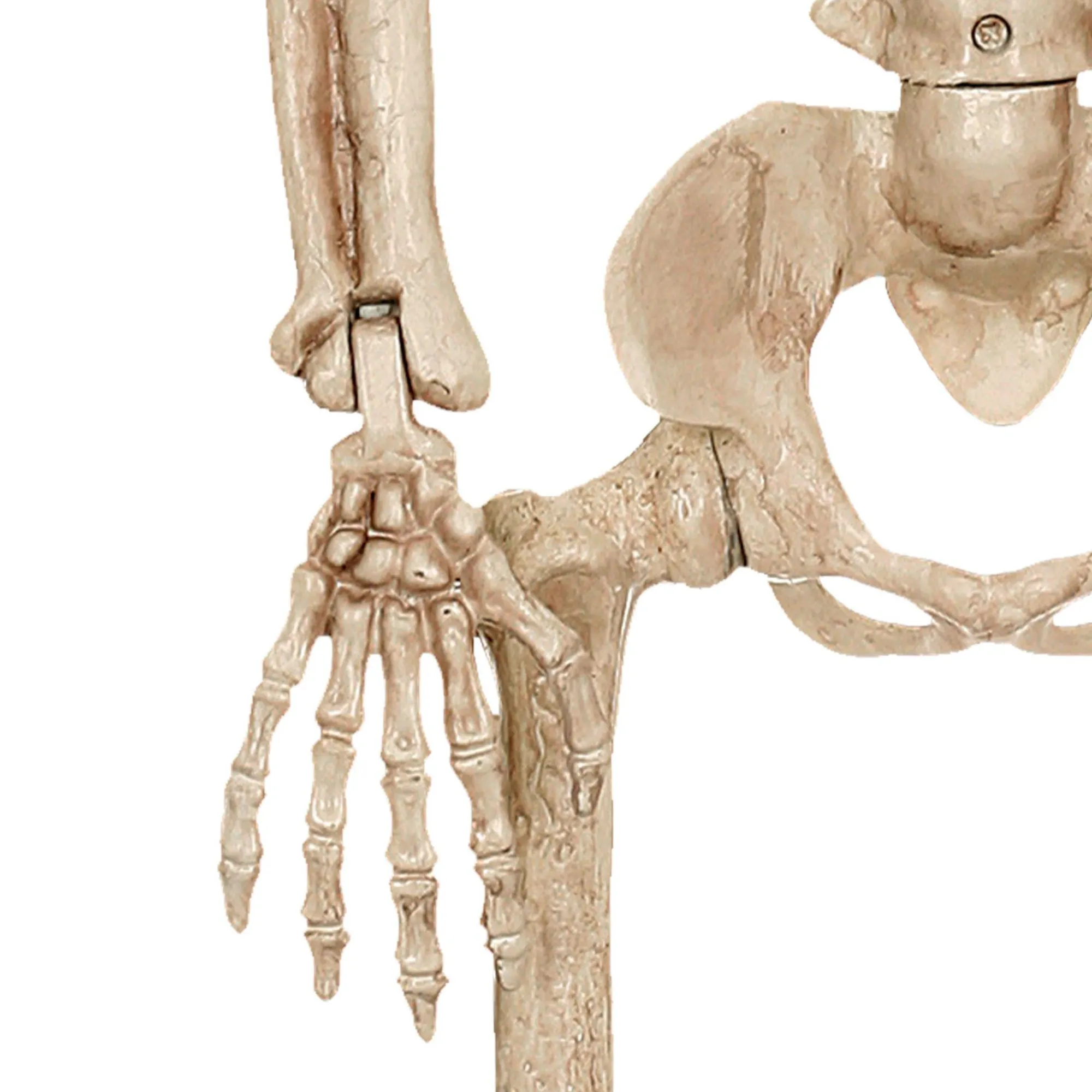 Party City Skeletons|Realistic Hanging Skeleton, 3Ft - Halloween Decoration