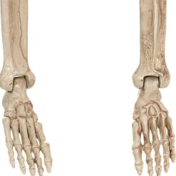 Party City Skeletons|Realistic Hanging Skeleton, 3Ft - Halloween Decoration