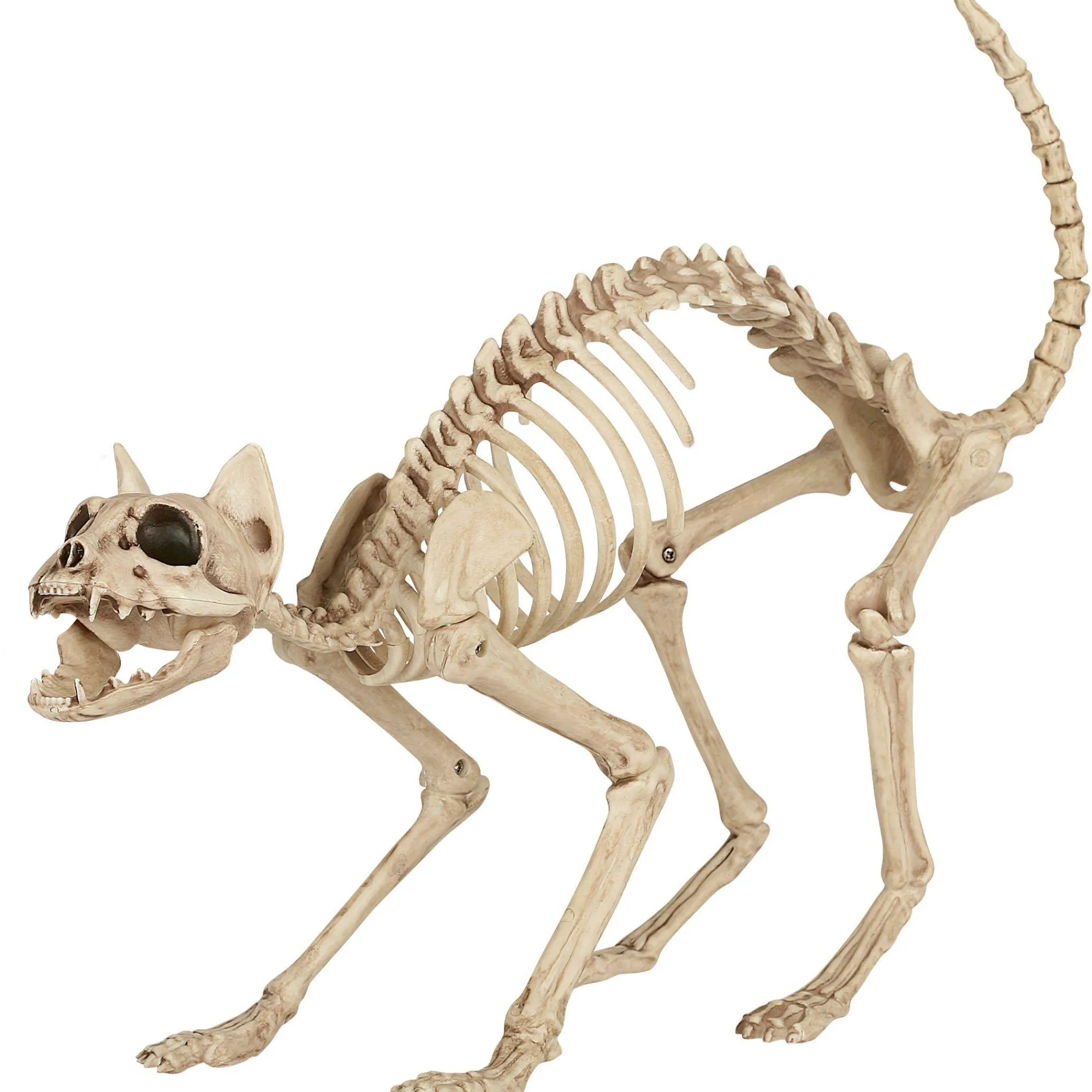 Party City Skeletons|Skeleton Cat Decoration, 18In X 10.25In