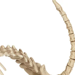 Party City Skeletons|Skeleton Cat Decoration, 18In X 10.25In