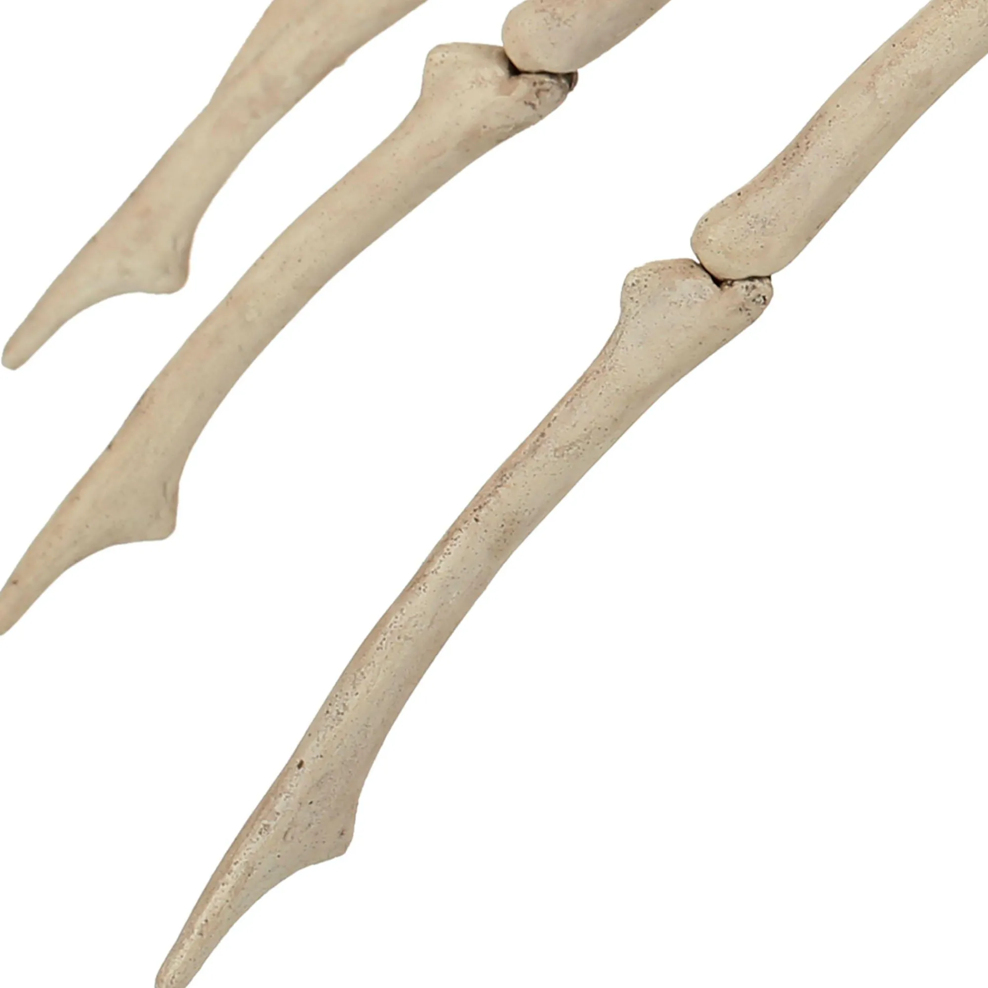 Party City Skeletons|Skeleton Spider Decoration, 21In X 12In