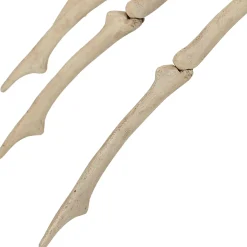 Party City Creatures|Skeleton Spider Decoration, 21In X 12In